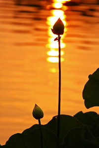 拜仁取得惊艳胜利，球迷沸腾欢呼