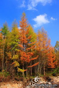 帕尔马遗憾失利，需加强防守！