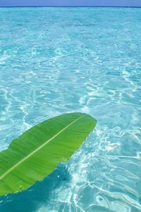 莱比锡红牛即将挑战汉堡队的强劲主场表现