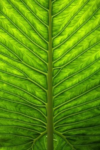 爱沙尼亚球队亚冠斩获佳绩，士气高涨